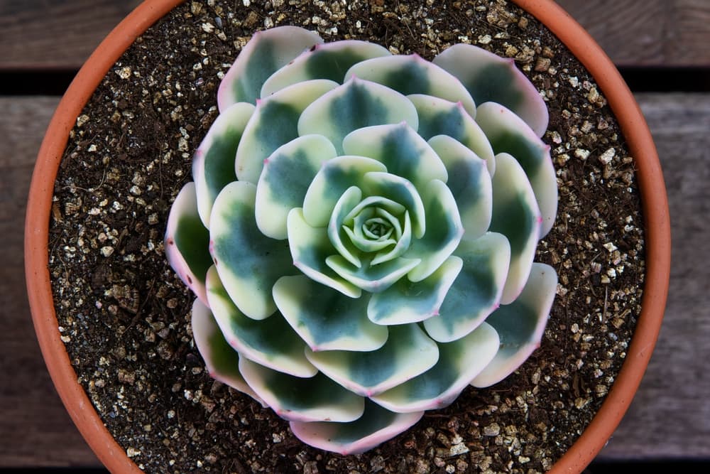 birds eye view of E. ‘Compton Carousel’ growing in the centre of a round pot