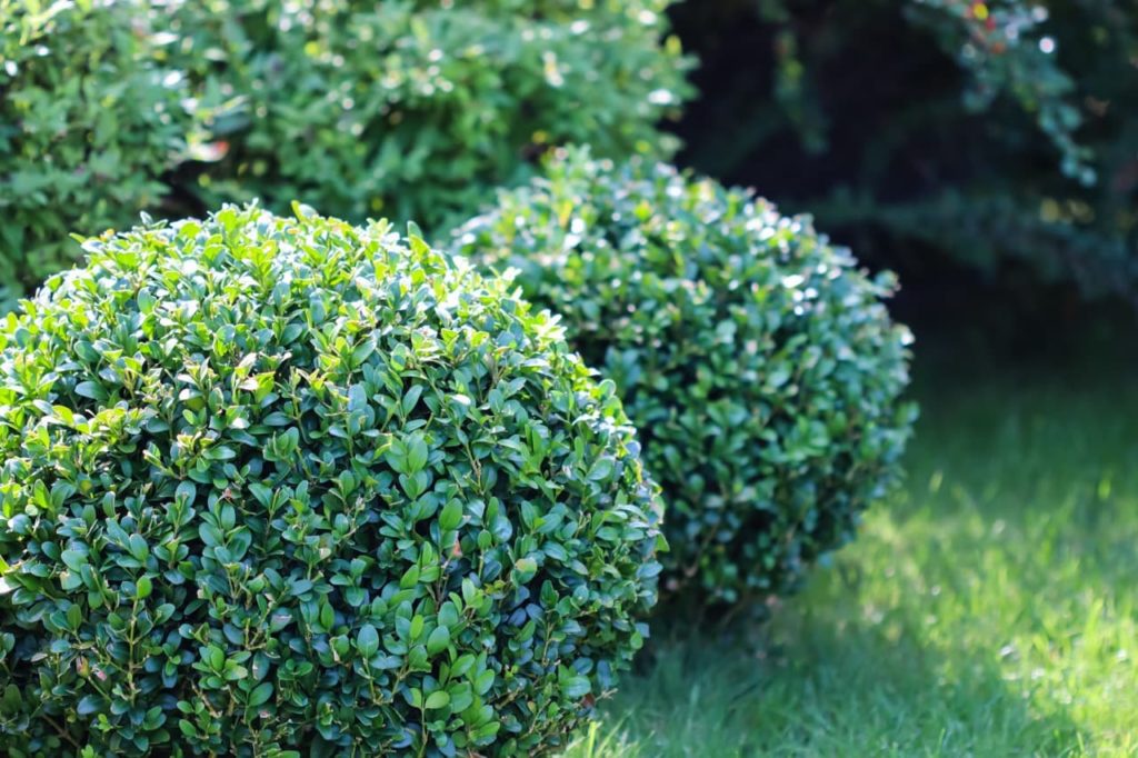 two B. sempervirens shrubs that have been pruned into globular shapes