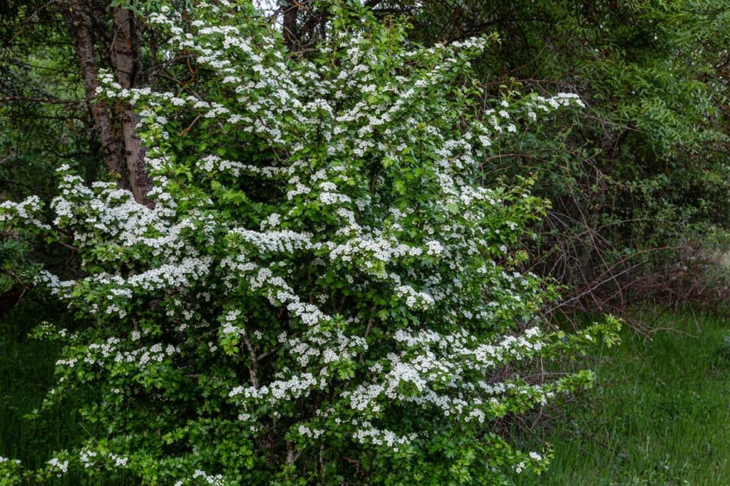 rounded, common hawthorn shrub with long branches adorned in white flowers and tiny green leaves