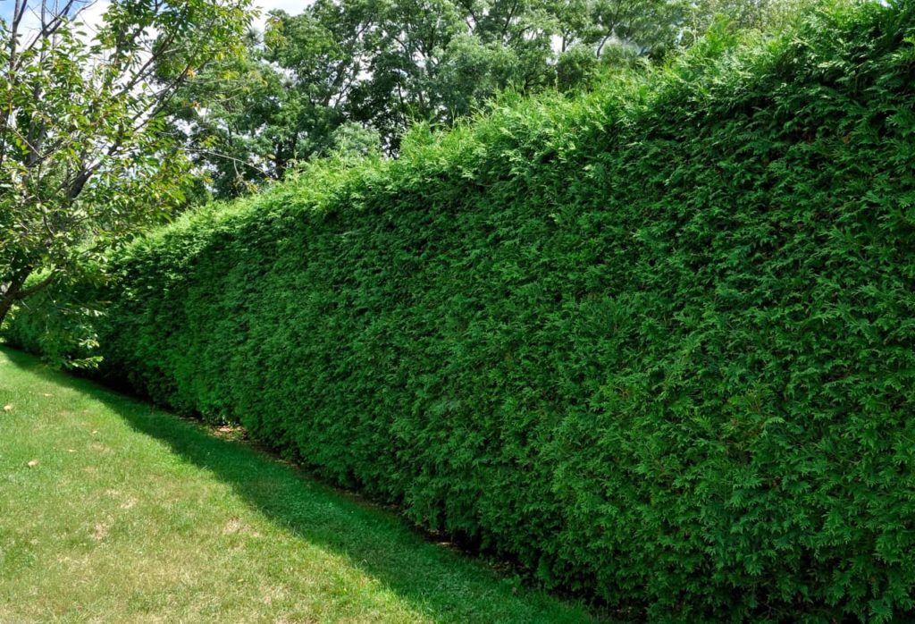 taxus shrub that has been pruned into a formal hedge bordering a lawn