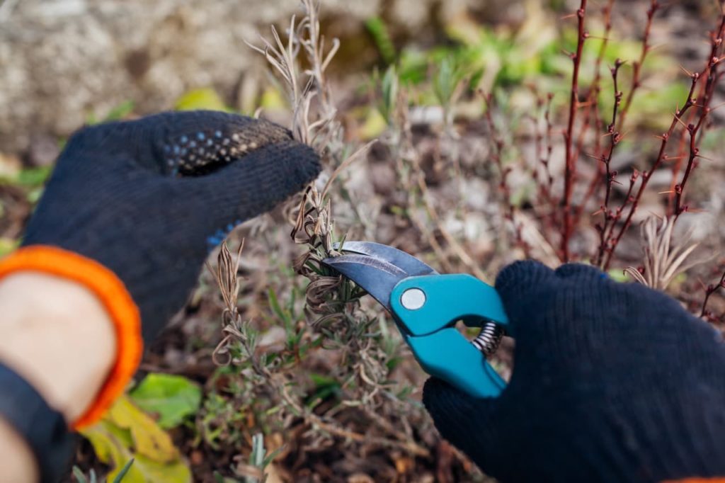 secateurs being used to cut off the dried, dead stems of a lavender shrub 
