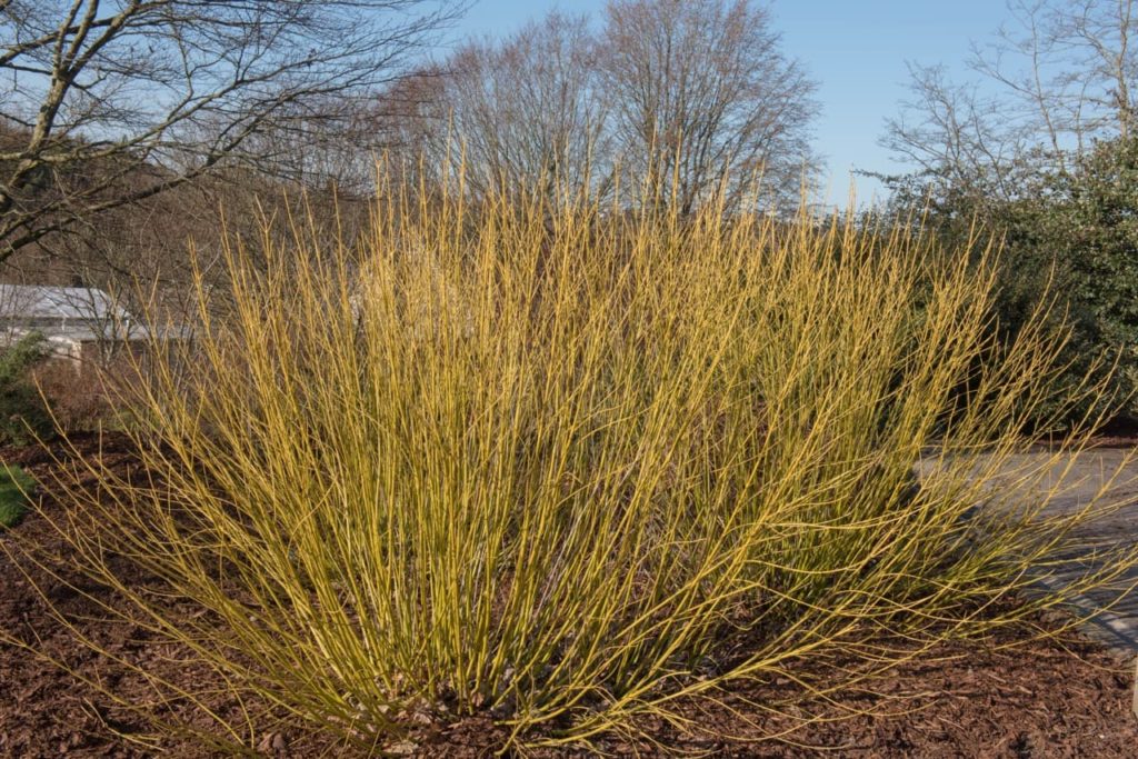 Cornus sericea 'Bud's Yellow' shrub with tall yellow stems branching upwards