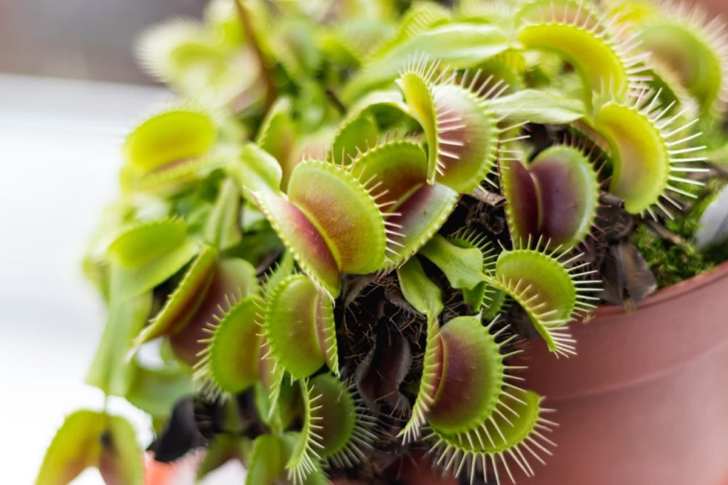 potted Dionaea with green and red leaves hanging out of a container