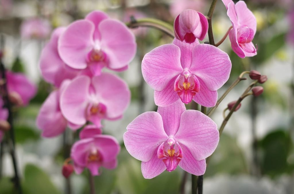 close-up of the pale pink flowers of a Phalaenopsis plant