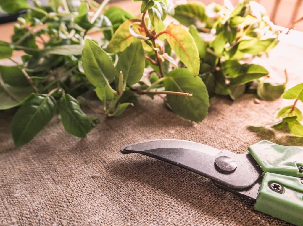 secateurs lying next to the pruned foliage from a fuchsia shrub