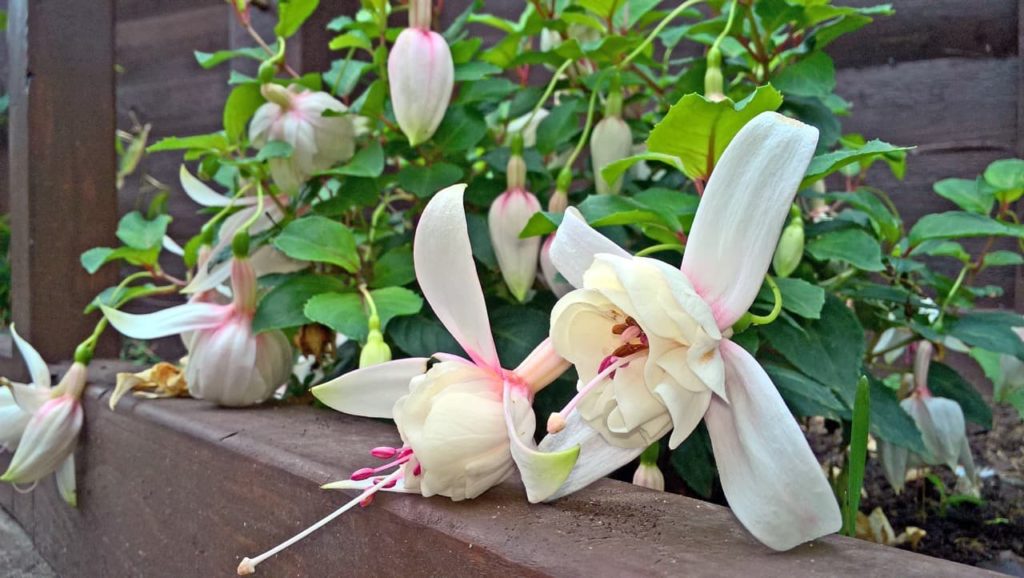 large creamy white flowers from a F. 'Annabel' plant with serrated leaves growing in a raised garden planter by a wooden fence