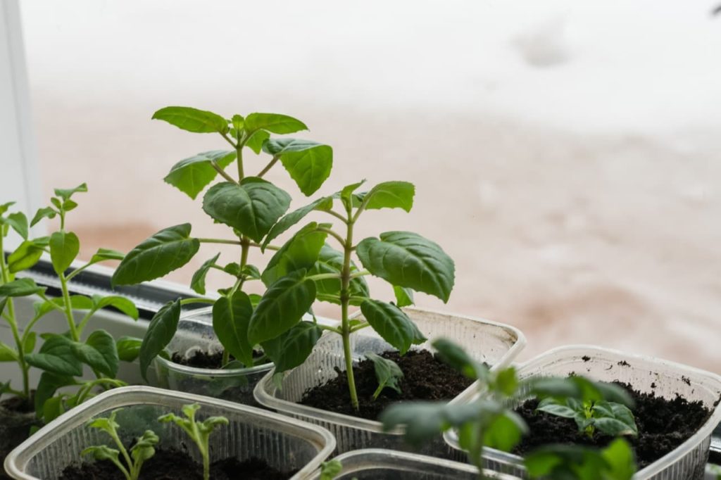 serrated ovate leaves from fuchsia cuttings growing in plastic tubs on a windowsill indoors