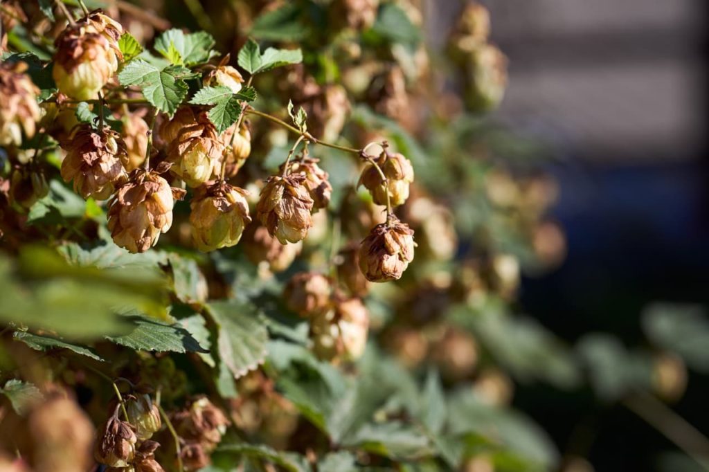 hop cones maturing, turning brown and drying for harvesting