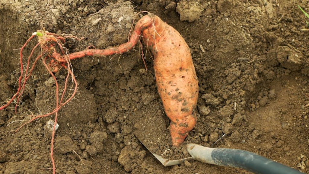 shovel being used to dig up a large sweet potato tuber from clumpy soil