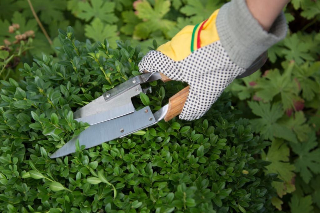 gardening shears being used to trim back the overgrown branches on a box hedge