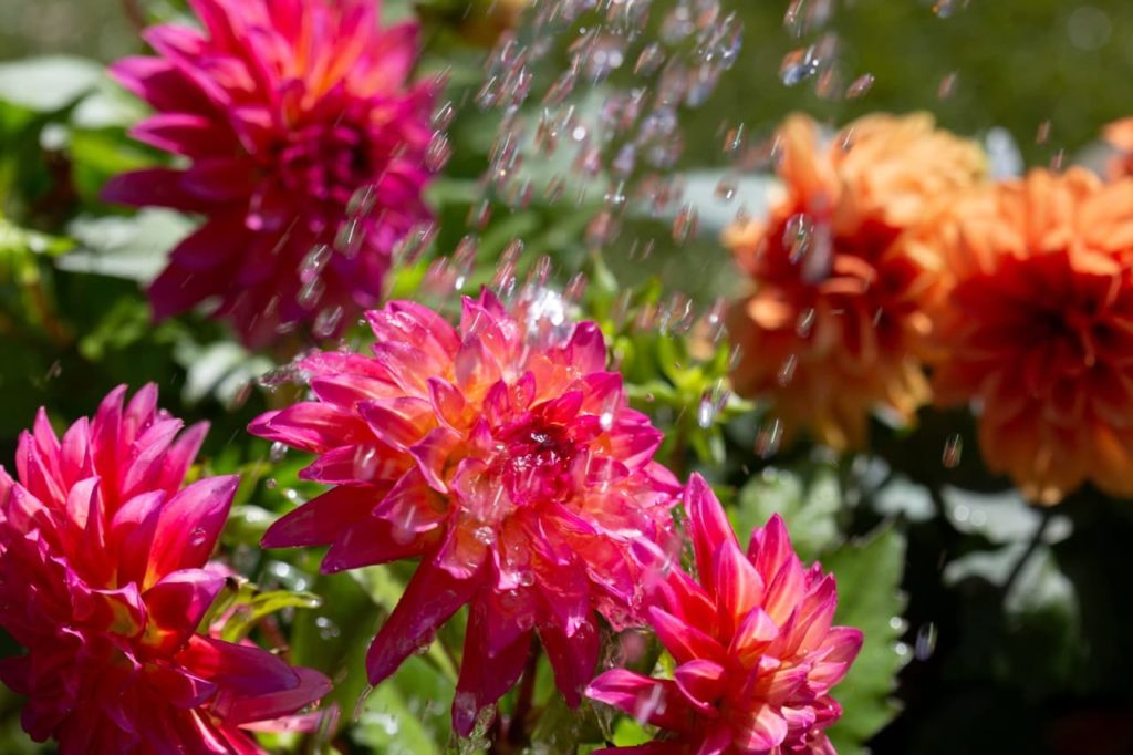 'Grandalia Sunrise' and 'Dahletta Rachel' dahlia varieties with pink and orange flowers being watered