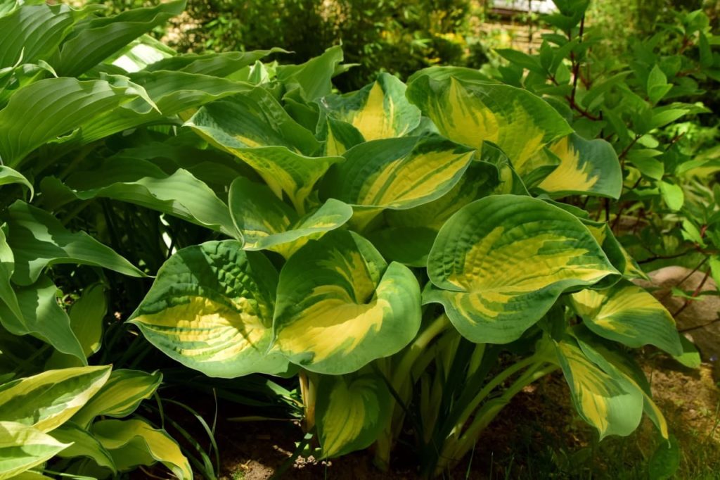 huge heart-shaped leaves with green and yellow variegation