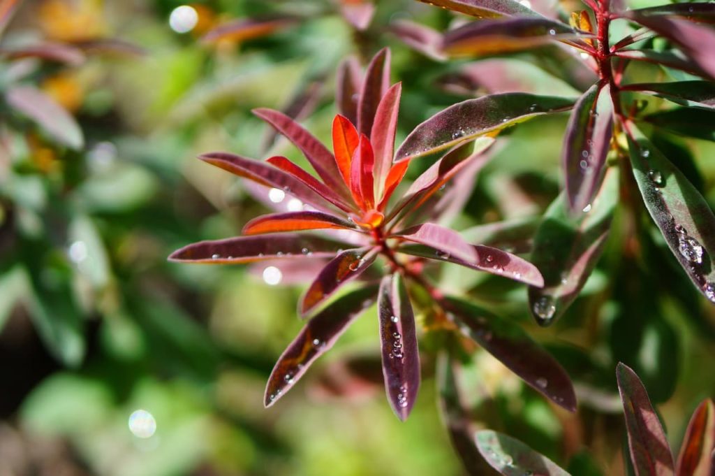 E. amygdaloides 'Purpurea' shrub with star-shaped clusters of lanceolate purple leaves covered in rain