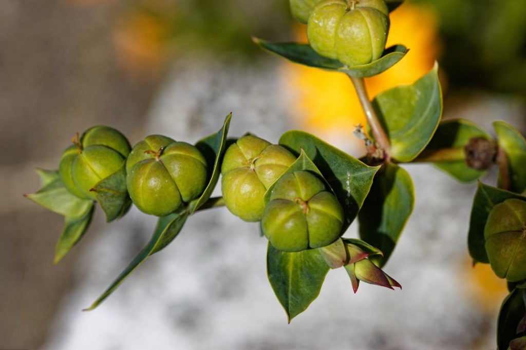 E. lathyris with green mini pumpkin-like flower buds and ovate leaves