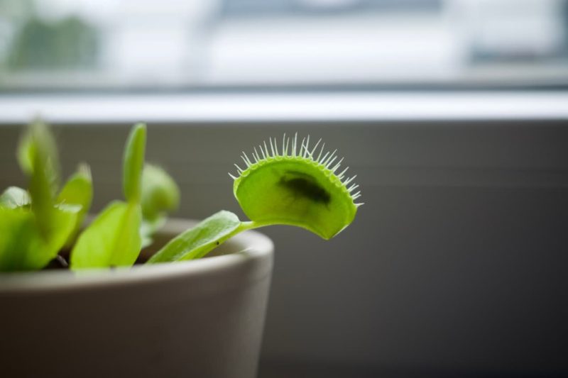 Venus Fly Trap Ultimate Feeding Guide Horticulture.co.uk