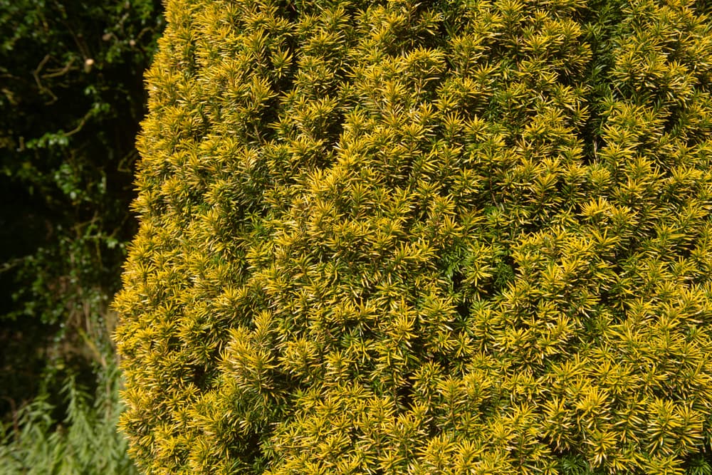 branches and tall form of Taxus baccata 'Standishii'