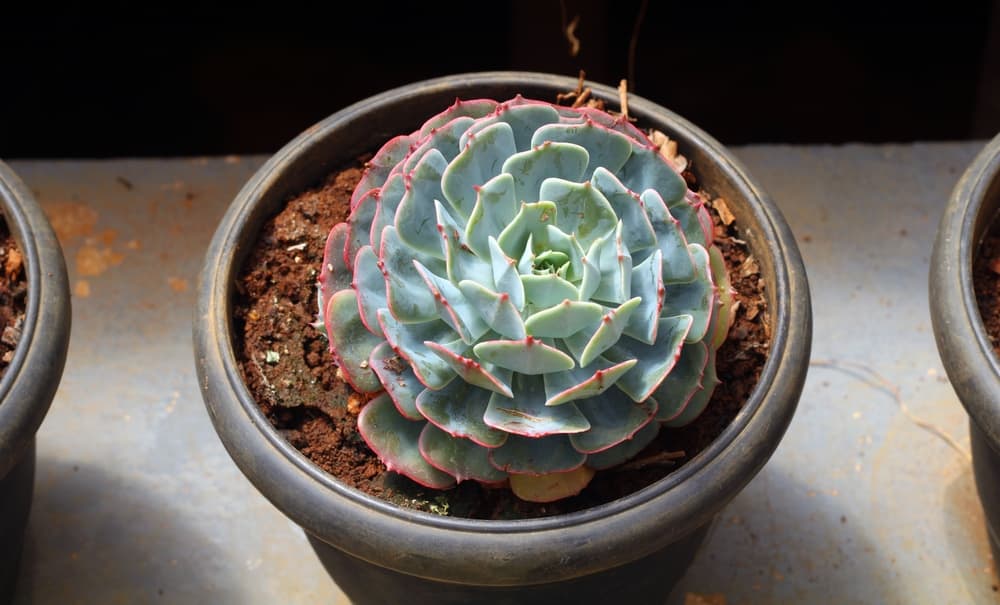 E. elegans growing from a black plastic pot
