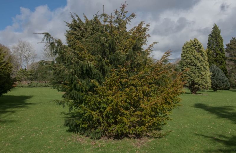 How To Grow & Care For Yew Trees Horticulture.co.uk