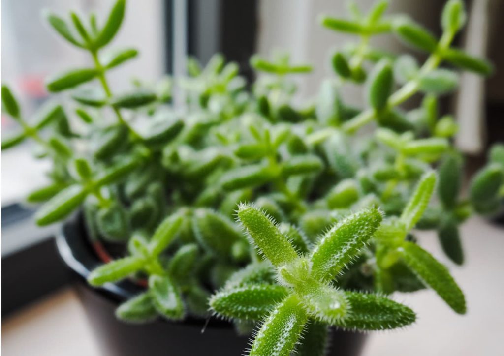 prickly leaves of a Delosperma echinatum plant growing from a pot on a windowsill
