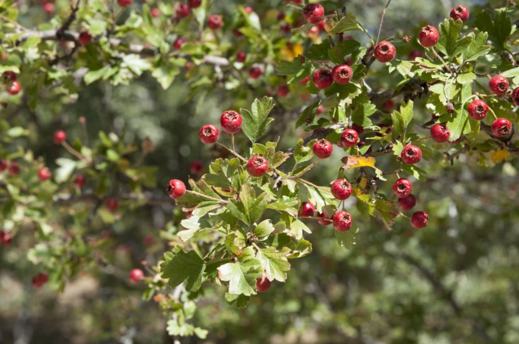 serrated green leaves and round red berries covering the branch of a Crataegus monogyna plant