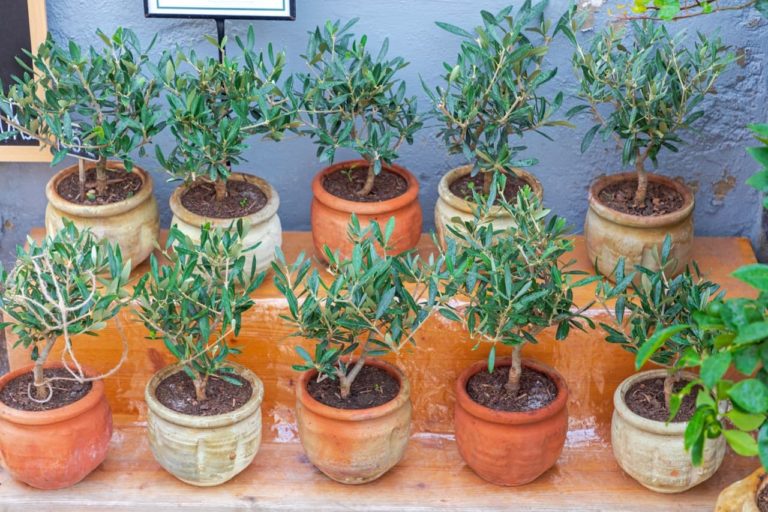 Olive Tree Watering Guidelines Horticulture.co.uk