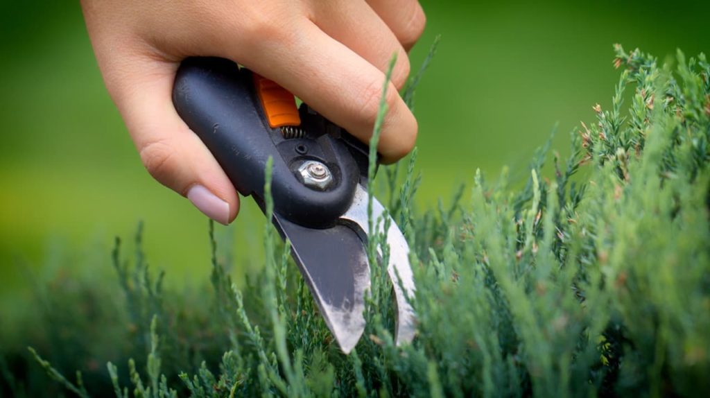 a pair of secateurs being used to trim the growth from a yew that has been formally shaped for hedging
