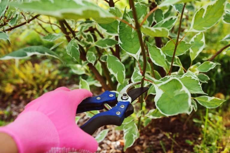 How And When To Prune Dogwood Shrubs Horticulture.co.uk