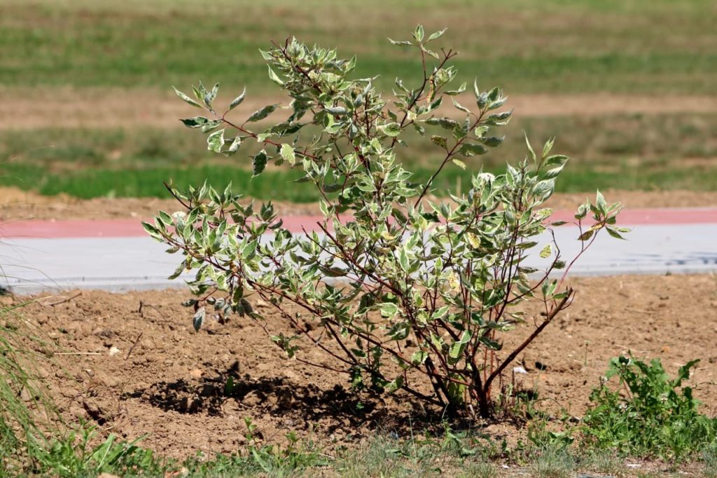 a small Siberian dogwood shrub with white and green variegated leaves