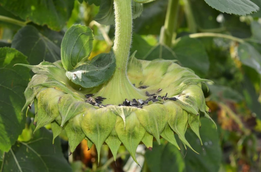 damage caused to a sunflower by squirrels or birds that have been feeding on the seeds of the plant