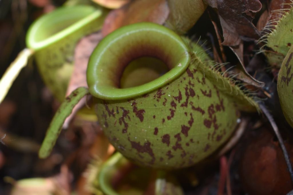 Nepenthes ampullaria plant with a rounded, hollow green trap flecked with brown patches