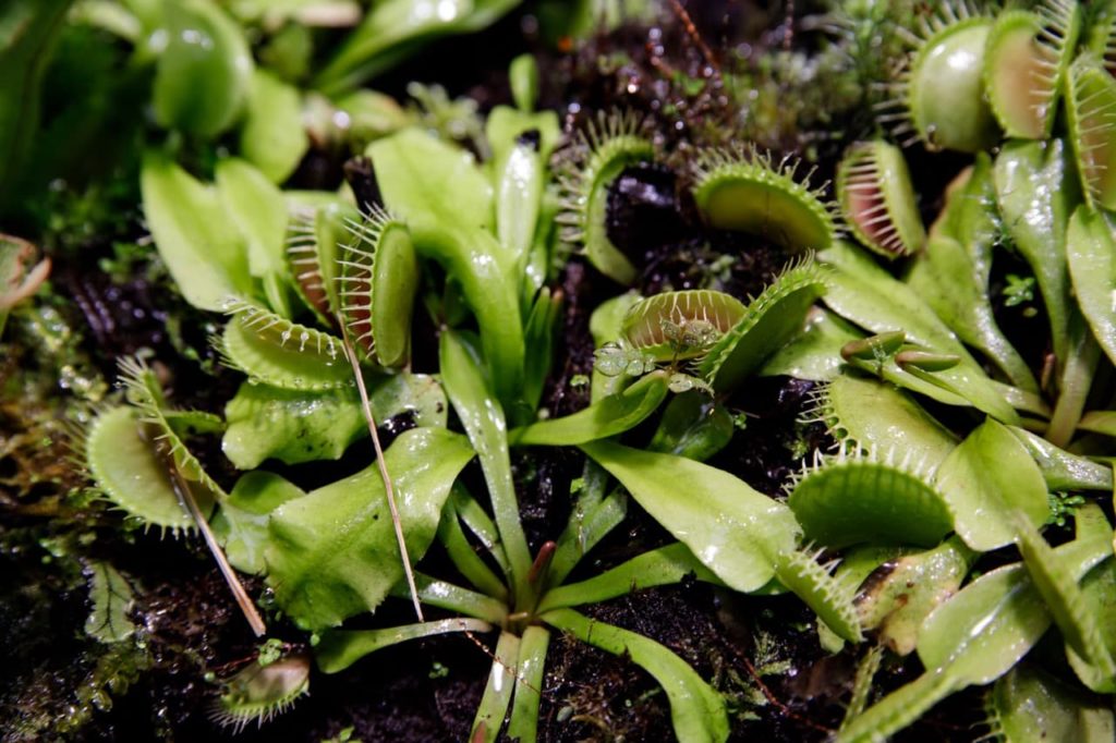 freshly watered Dionaea muscipula