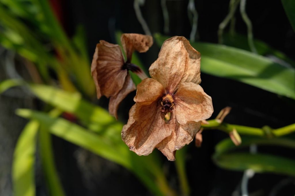 faded, brown orchid blooms that are ready to be removed from the plant