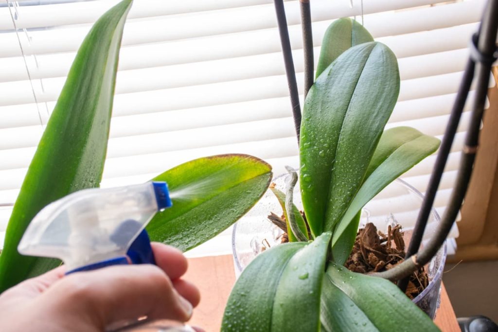 a plastic spray bottle being used to water the leaves of an orchid plant growing in a pot on a windowsill