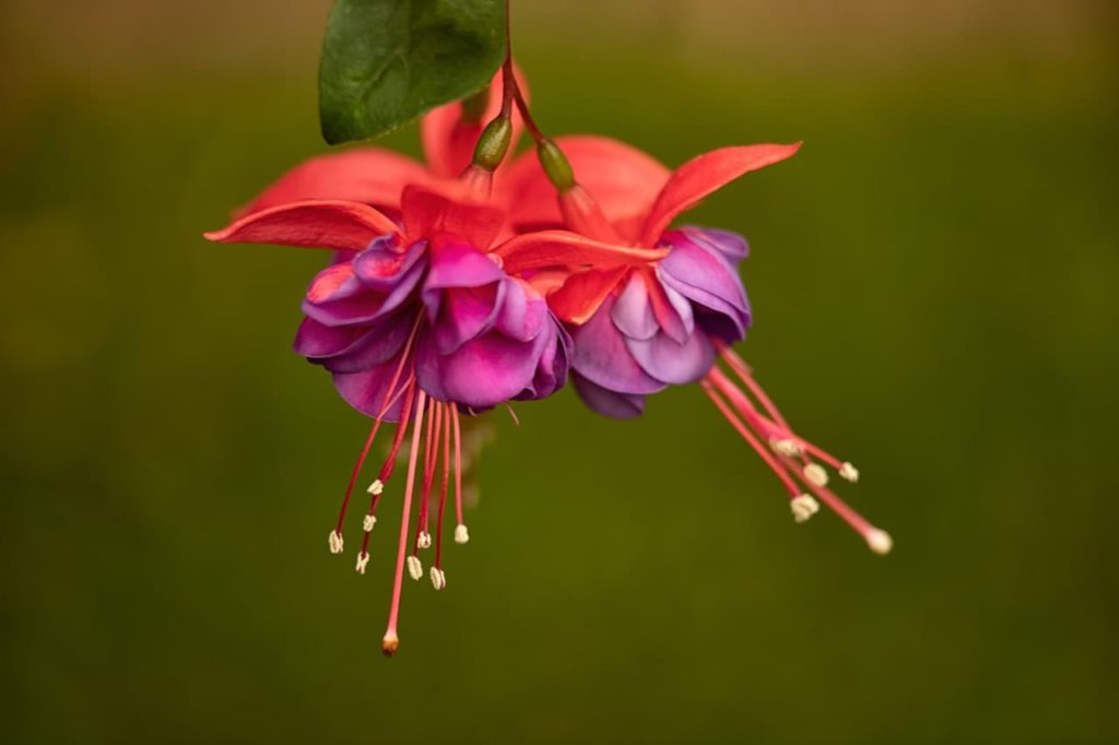 close-up of the 'dark eyes' fuchsia flowers with red bracts with purple petals and red stamen