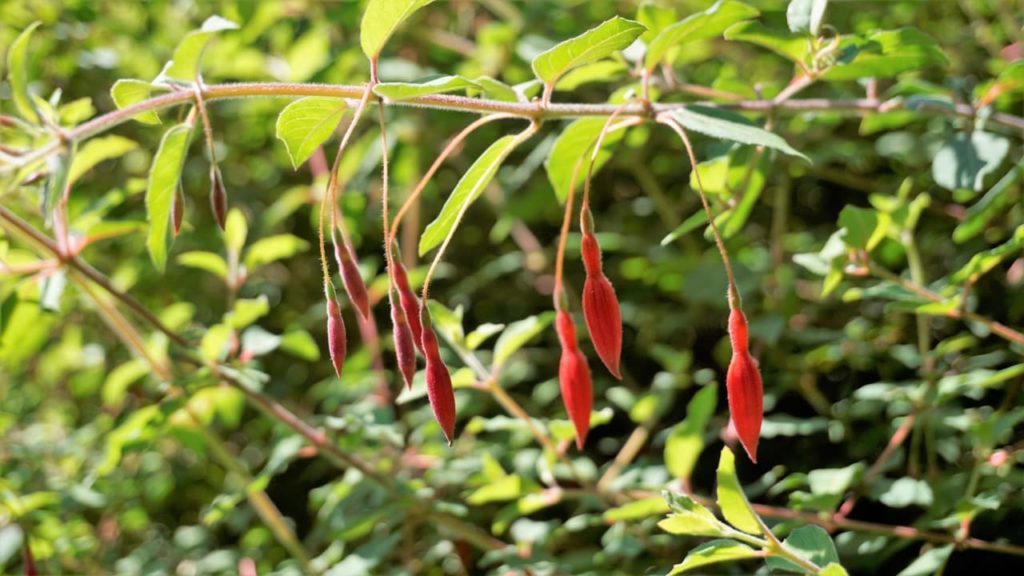 Fuchsia magellanica shrub with tubular orange flower buds hanging from a fleshy green stem
