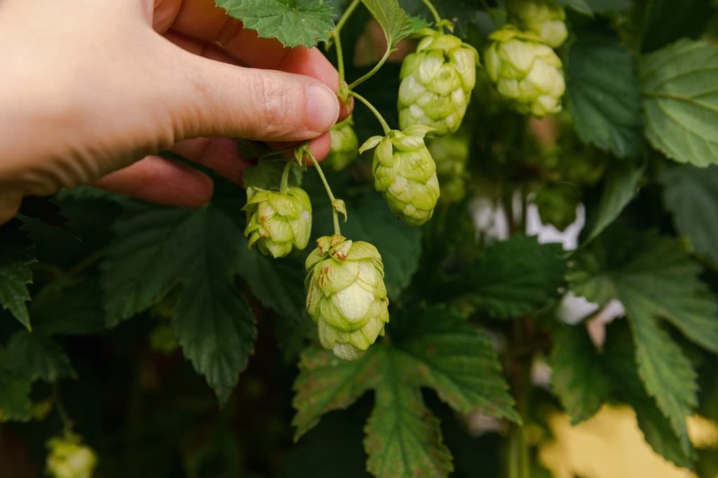 gardener pulling cones from a hops bine