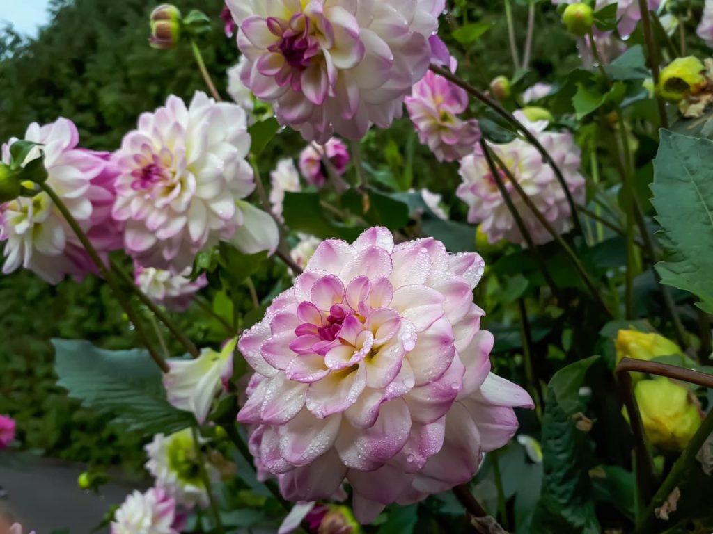white dahlia flowers that are tinged with pink at the edges of their petals covered in water droplets