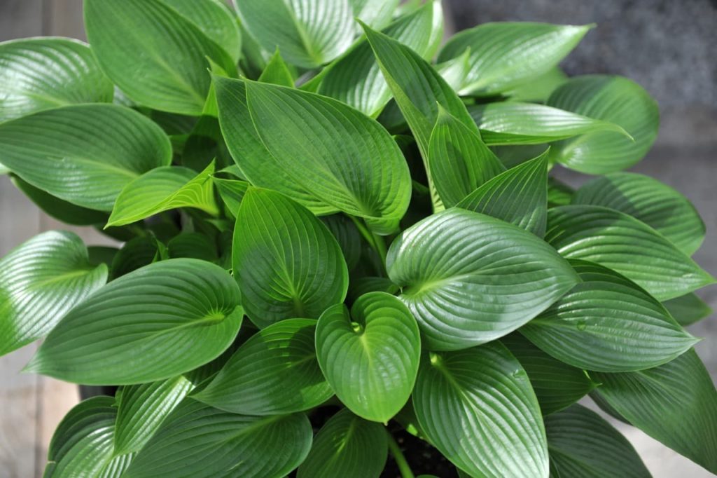 heavily veined plantain lily 'devon green' leaves growing from a pot