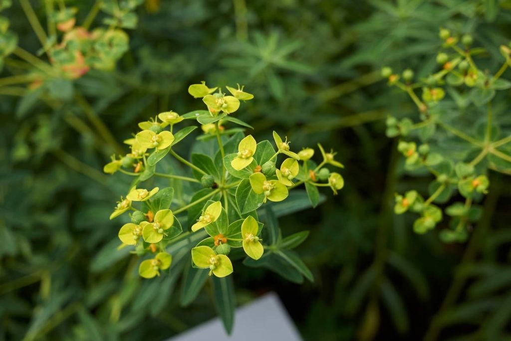 the yellow bracts surrounding orange flowers of a Euphorbia schillingii plant