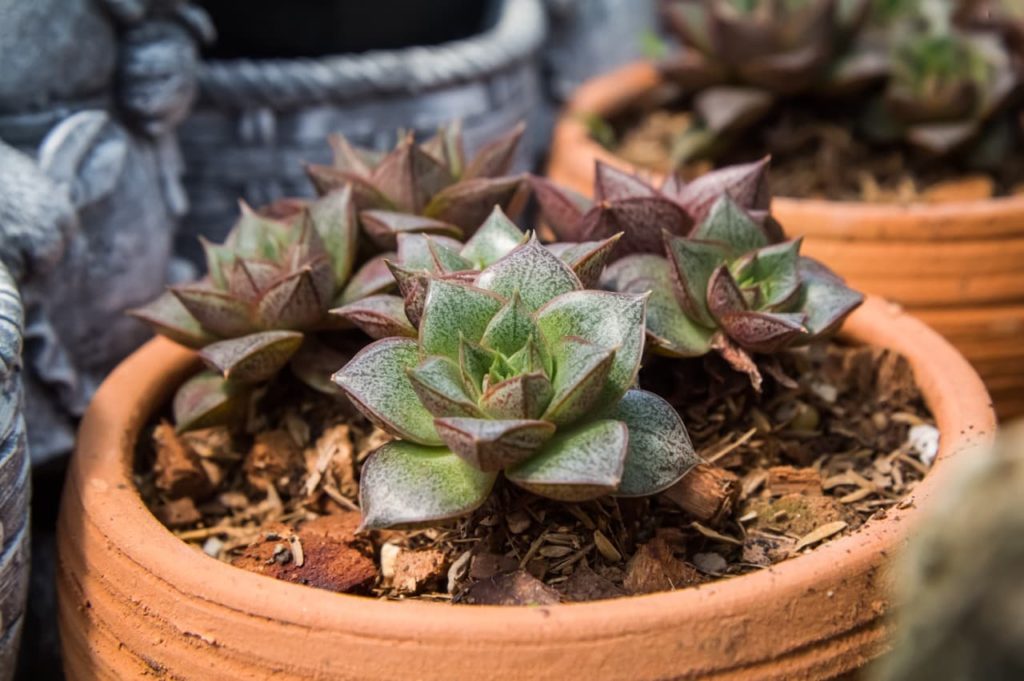 green speckled leaves from a potted E. chinensis