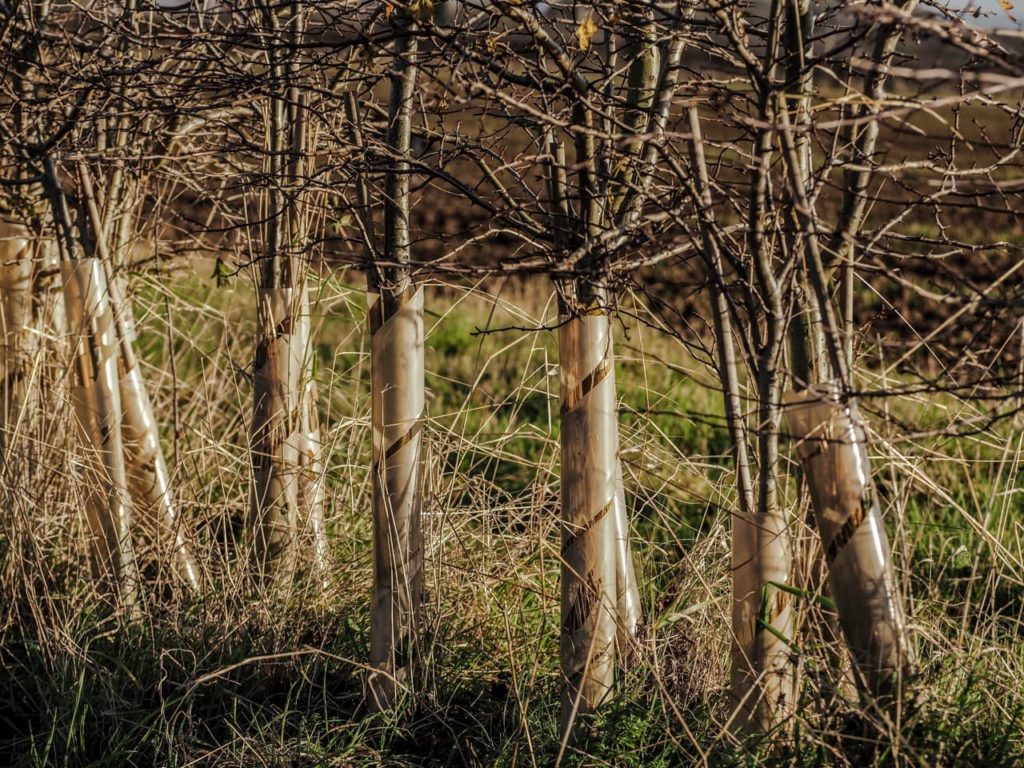young hawthorn trees being supported by plastic tubes growing in a row as hedging