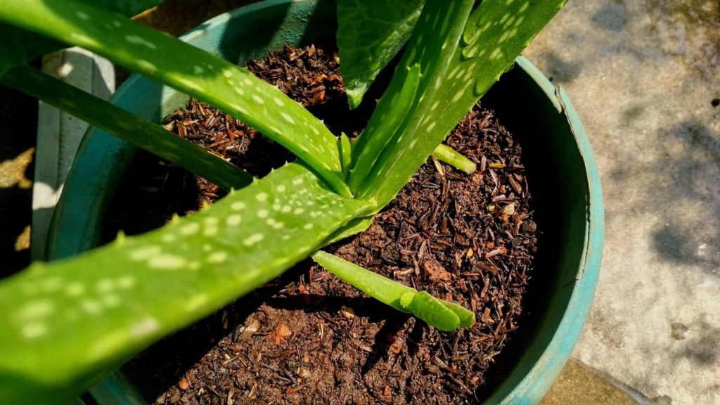 white spots on the green leaves of a large aloe vera growing in a pot