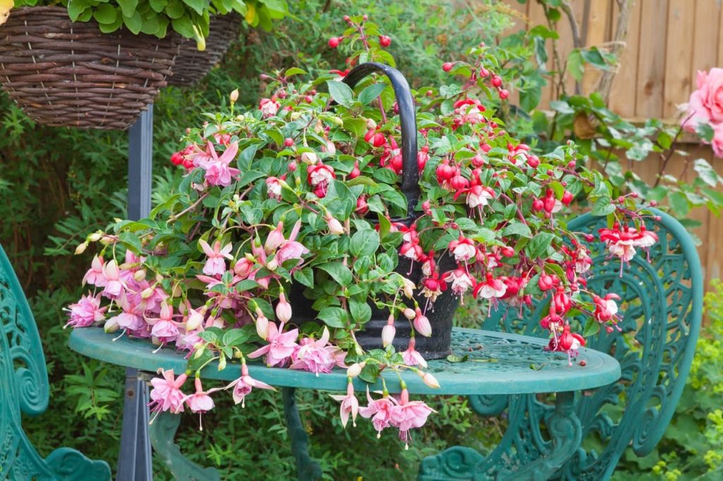 pink, red and white fuchsia plants cascading from the basket in which they are growing