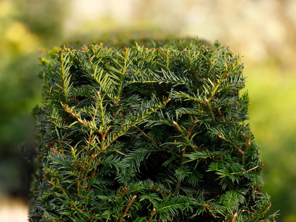 Taxus baccata cut into a formal rectangular hedge 