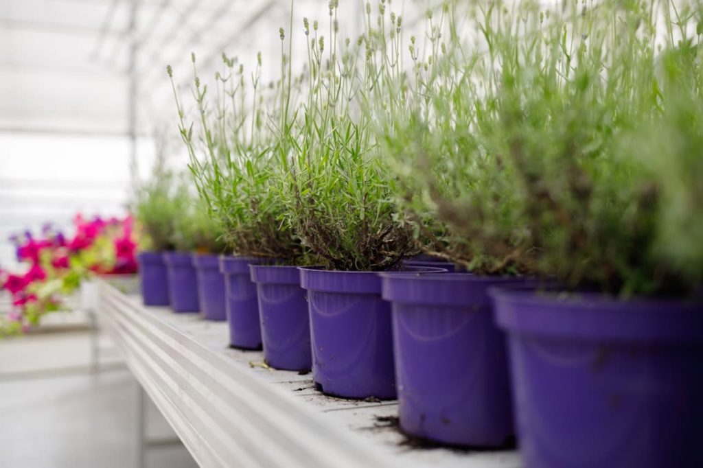 lavender plants in purple pots growing in a row on a shelf indoors