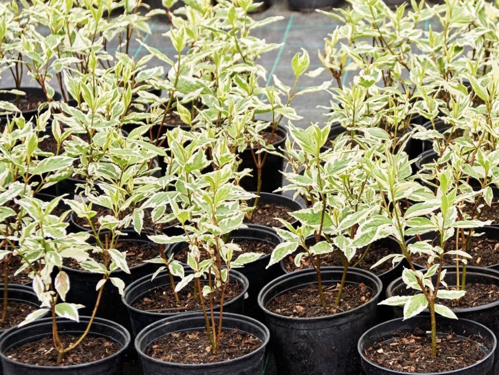 potted dogwood Sibirica Variegata saplings with green and white leaves