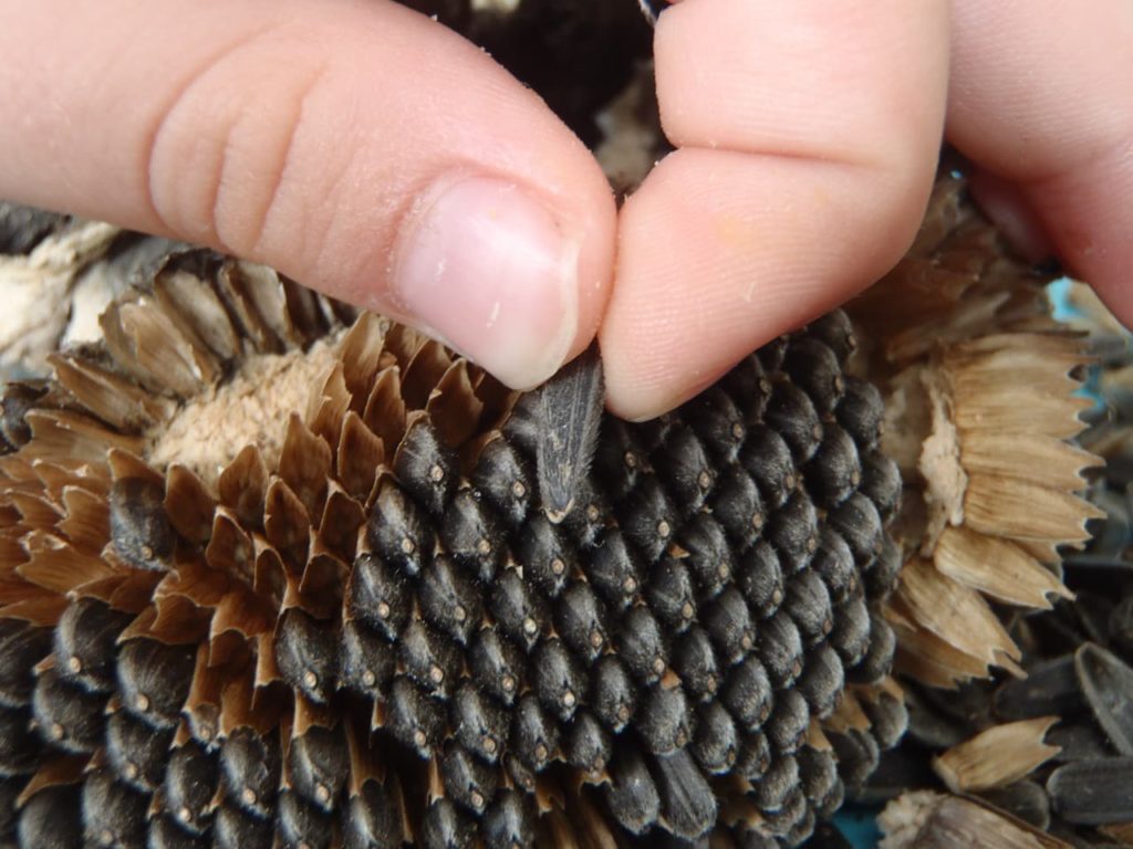 hand shown picking a black sunflower seed from the head of the plant