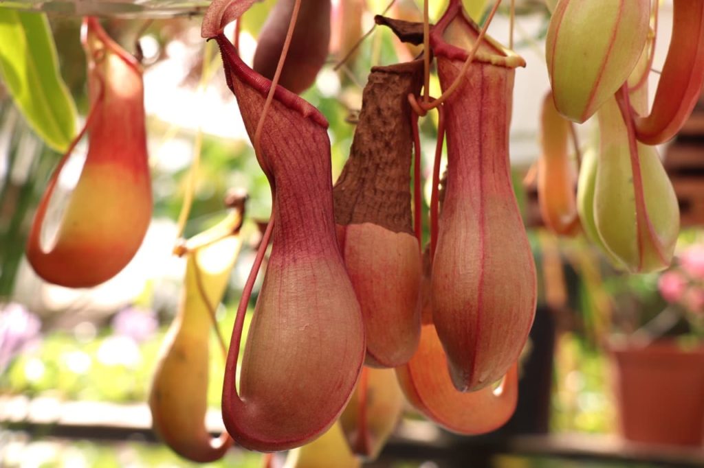 red traps of a nepenthes alata plant