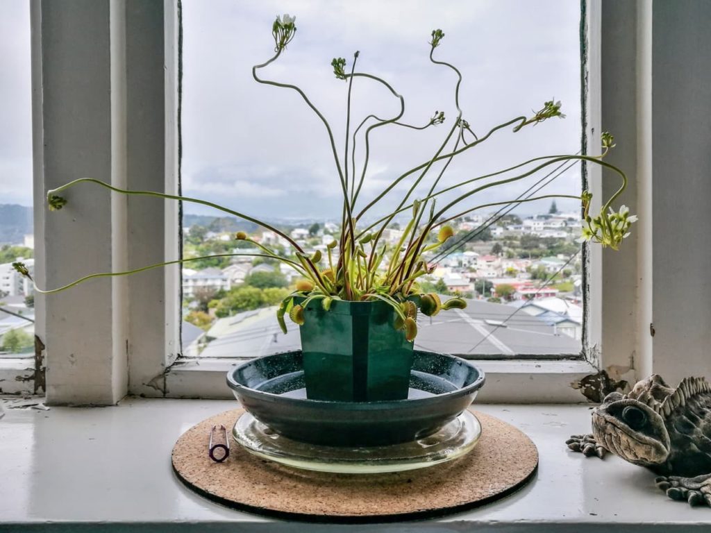 potted Dionaea muscipula plant shown being bottom watered and sitting in a bowl full of water on a windowsill