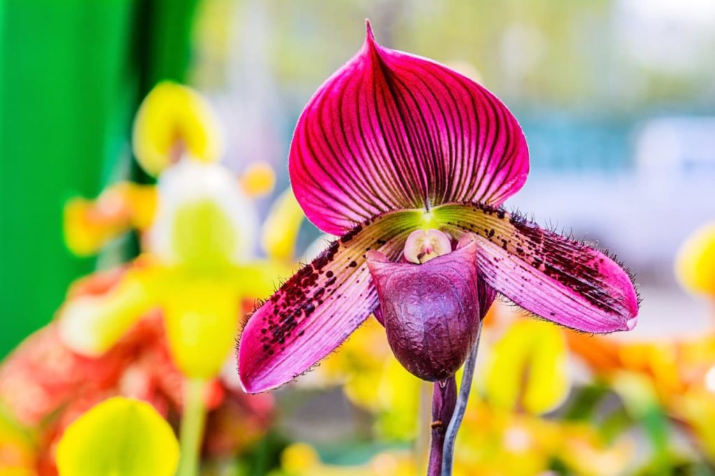 paphiopedilum orchid flower in focus